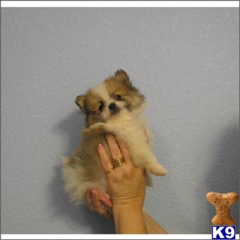 teacup pomeranian puppies for free. Pomeranian Puppies for sale in