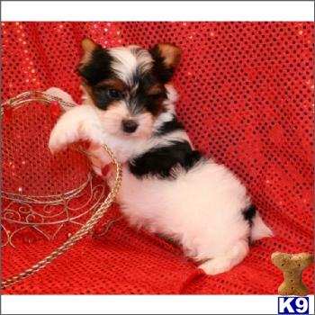 Amazing Teacup  Toy Biewer Terriers AVAILABLE in NEW YORK, on LONG ISLAND....631-923-3111