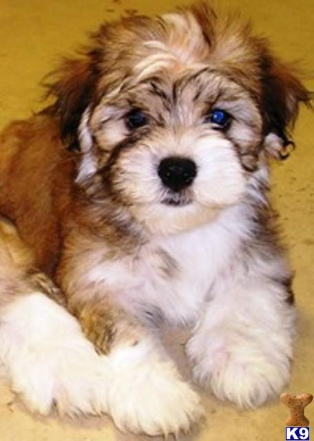 SIMPLY THE FINEST HAVANESE IN THE NEW YORK CITY AREA........HAVANESE BOYS AND GIRLS...