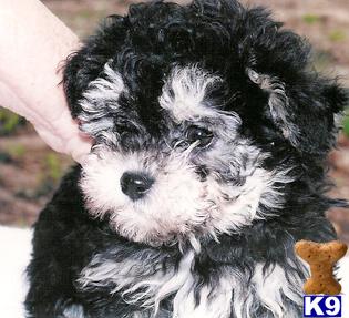 HAVANESE PUPPIES IN NEW YORK on LONG ISLAND.....please call us at 631-923-3111
