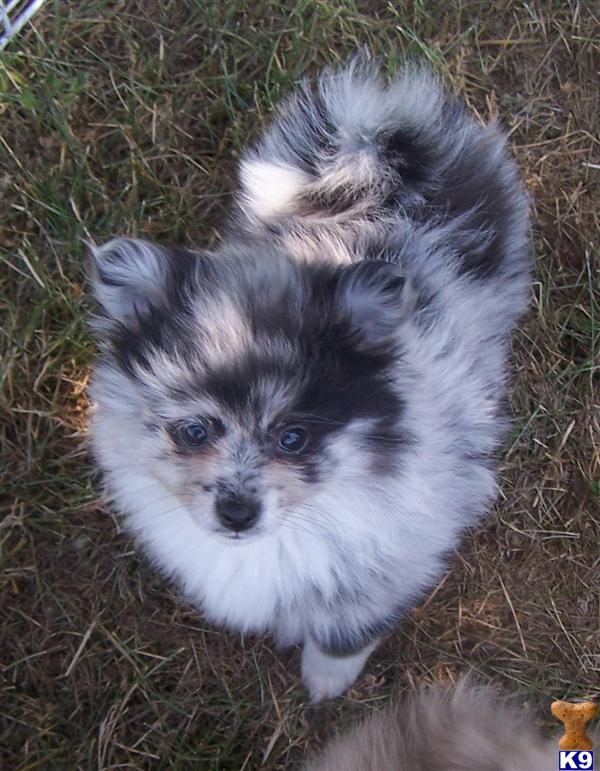 blue pomeranian pictures pomeranian blue blue pomeranian pictures pomeranian blue