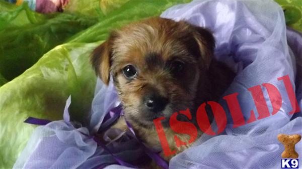 yorkie cairn terrier mix for sale document moved yorkie cairn terrier mix for sale document moved