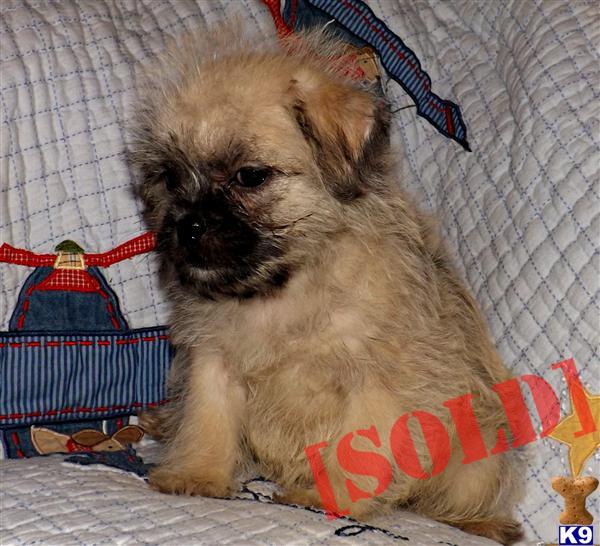 pug mixed with maltese pug breed profile breeds picture pug mixed with maltese pug breed profile breeds picture