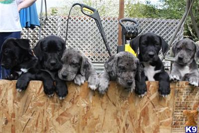 cuties Puppies you  ever did see