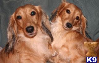 Champion Sired English Cream Puppies - one gorgeous  female puppy left
