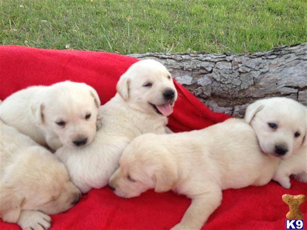 AKC White/yellow Labs