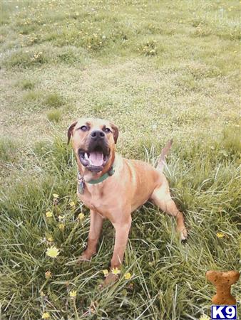 Dozer