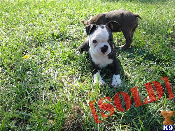 CKC Boston Terrier Puppies