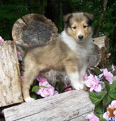 Normal eyed noncarrier Collie pups Rough and Smooth coats-- all colors available. 5yr health guarantee  Virginia