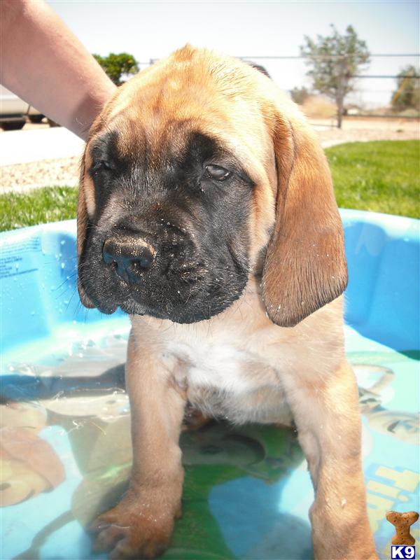 English Mastiff Pup, AKC