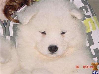 Falling Cedar Farm Samoyeds puppies now