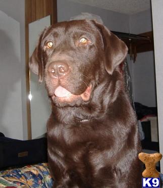 Moose