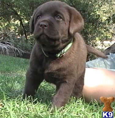 LAB AKC OFA OFEL CERF  English Lines Chocolate pups. 