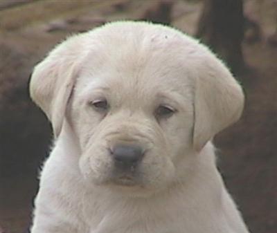 Go to our website for VIDEOS OF THE PUPS to watch them as they grow up.