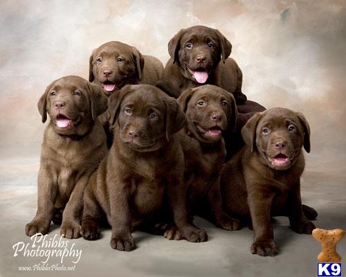 X-Mas Puppies - LAB AKC OFA OFEL CERF  English Lines Chocolate pups.