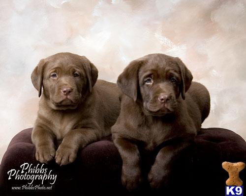 X-Mas Pups - LAB AKC OFA OFEL CERF  English Lines Chocolate pups.