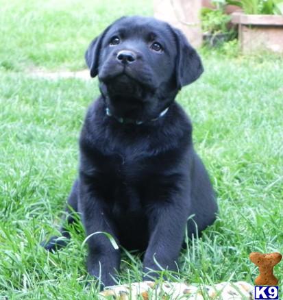 Lab AKC OFA OFEL CERF - English lines - Blocky Heads - Black pups