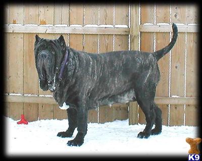 AKC Blue and Black Puppies