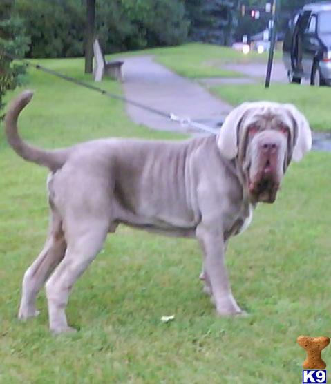 $2500 - AKC RuneStone Isildur, 2 yrs