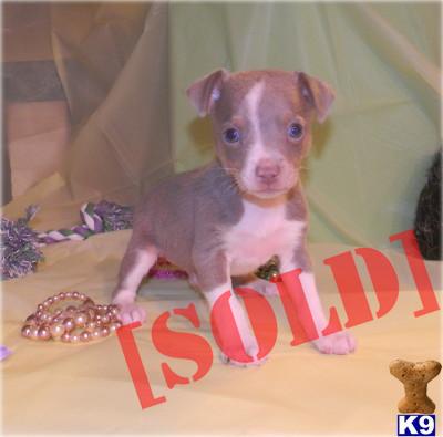 Major - Fawn/Tan  Tuxedo Male Rat Terrier - $400.00