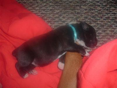 boxer pups