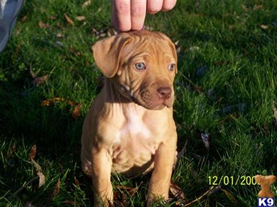 Red Nose Pitbull Puppies