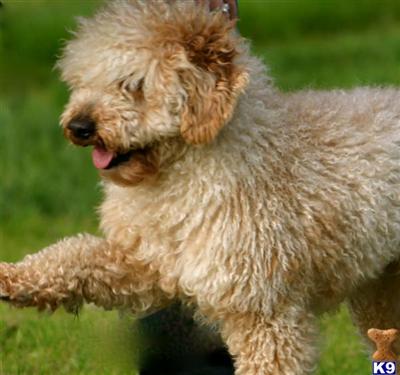 Mini Goldendoodles