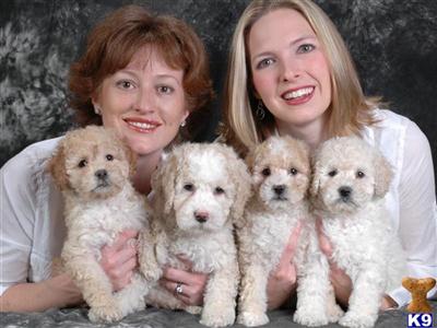 Mini Goldendoodles