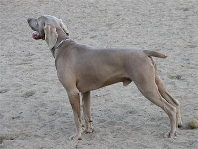 Shabe the Magnificent