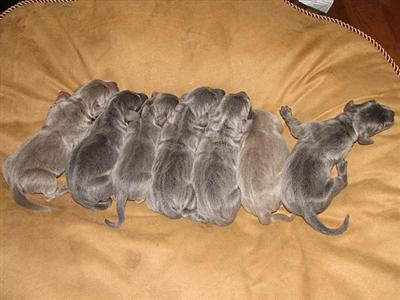 Blue or silver weimaraner pups