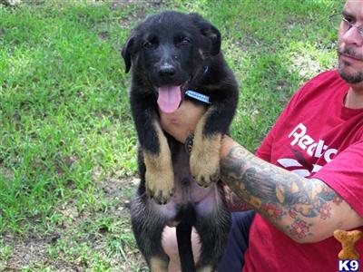 Pure blood line German Shepherds