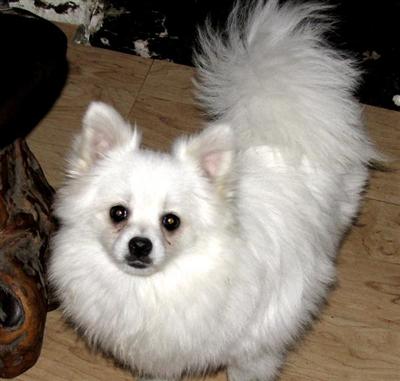 WHITE AKC Pomeranian Male Sweet  Loving