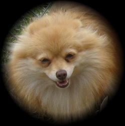 AKC Proven Free Whelper Sable