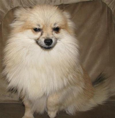 AKC Cream Sable Pomeranian Carries White  Cream Lines