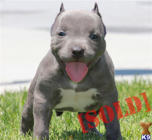 SNOOKIE...SUPER POCKET BULLY