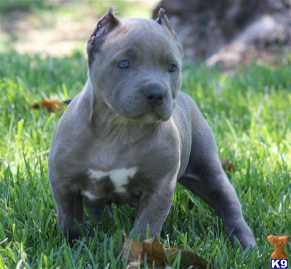 MALE BULLY ....RAZORS EDGE...CALL MORE PUPS AVAILABLE...ear crop included...