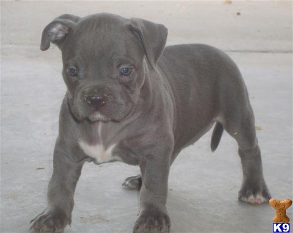 SASHA..SOLD .. SOLD...STAY TUNE MORE BULLY PUPS COMMING SOON AT A AFFORDABLE PRICE..HERE YOU WONT NEED TO DO ANY RESEARCH WHAT YOU SEE IS WHAT YOULL GET.. PUPS SPEAKS FOR ITSELF.. QUALITY PUPS AT A OFFERDABLE PRICE AND DONT BREED FOR GREED THATS OUR STYLE