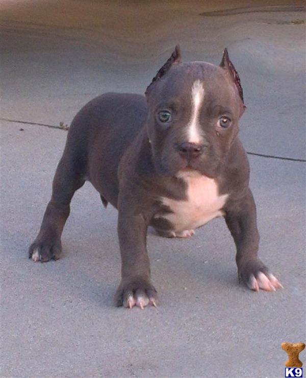 MYLAH....SOLD...SOLD...SOLD..MORE BULLY PUPS COMING SOON...YOU WILL BE AMAZE SHORT THICK BIG BLOCKY HEADS ...AT A OFFERDABLE PRICE...