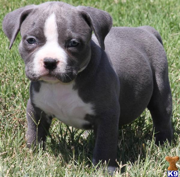 MISSY FEMALE BULLY..SOLD..SOLD..SOLD...THANK YOU THOMAS AND FAMILY FROM QUEENS NEW YORK....THANK YOU FOR ALWAYS STAYING TUNE... 2ND PUP THEYVE PURCHASE,LIKE WE SAY WHAT YOU SEE IS WHAT YOULL GET....GRACIAS THOMAS Y FAMILIA UNA VEZ MAS...