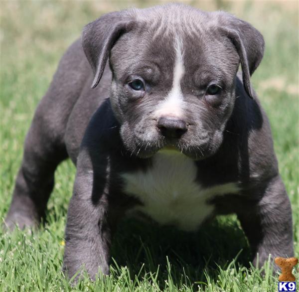 SPARKY EXTREME MALE BULLY..SOLD..SOLD..SOLD...OHIO HERE I COME CANT WAIT TO SHOW YOU ALL WHATS UP WITH MY BULLY SWAAGGG...