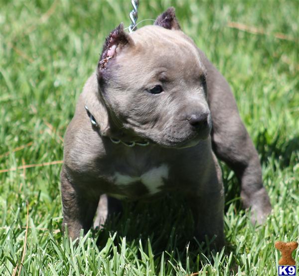 BULLY FEMALE...CALL MORE PUPS AVAILABLE ...PROVIDING YOU WITH THE BADDEST BULLYZ AT A AFFORDABLE PRICE...ear crop included...