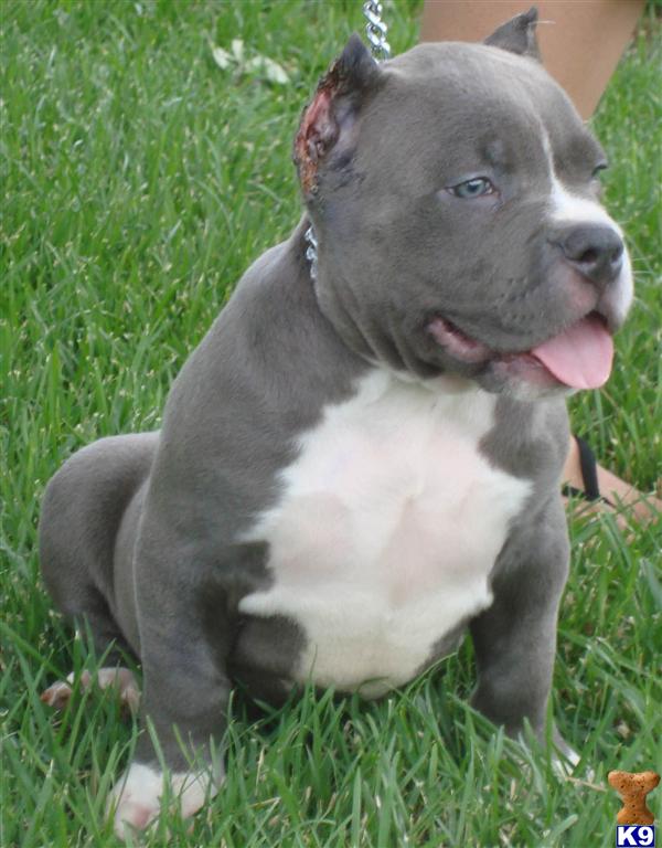 AXEL EXTREME MALE BULLY...SOLD...SOLD...SOLD...THANK YOU WILLY AND WIFEY FROM THE BRONX N.Y...