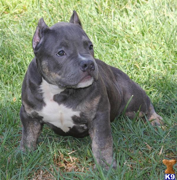 MALE POCKET BULLY...SOLD...SOLD...SOLD....MORE AMAZING BULLY PUPS COMING SOON...REMEMBER WE DONT REPEAT BREADINGS SO START SAVING THAT DOW SIT BACK AND WATCH US POST THIS BADASS BULLYZ ...OUR PRODUCTION HAS JUST BEGAN...