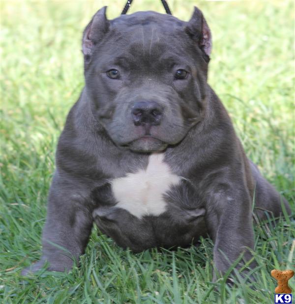 FEMALE POCKET BULLY..SOLD..SOLD...SOLD..CLEAN CORRECT WITH NO FLAWS ...REMEMBER. WE DONT REPEAT BREEDINGS SO START SAVING THAT DOW SIT BACK AND WATCH US POST THIS BADASS BULLYZ...WHAT YOU SEE IS WHAT YOULL GET...THATS THE REASON WHY WE SELLING...