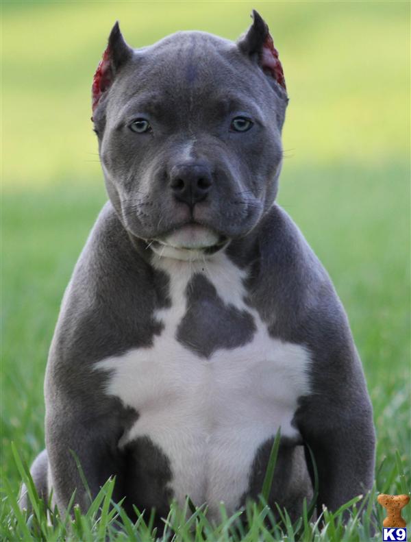 LADY FEMALE BULLY...SOLD...SOLD...SOLD....THANK YOU WILLY AND WIFEY FROM THE BRONX N.Y...PURCHASED THEIR SECOND PUP...PRODUCTION MUST BE GOOD....