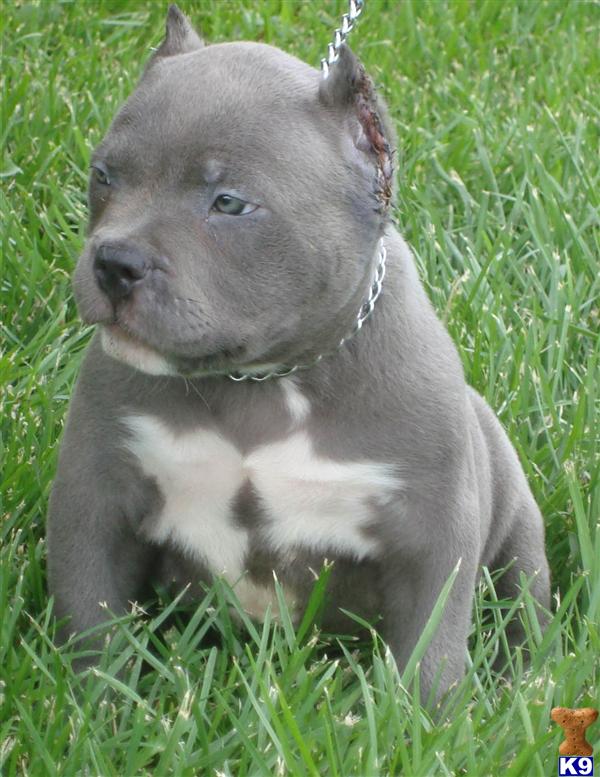 CRUSH MALE BULLY....SOLD...SOLD...SOLD...