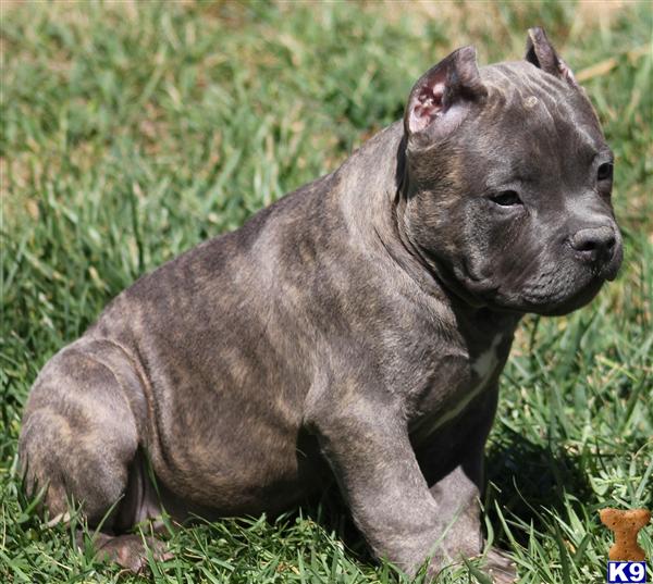 FEMALE POCKET BULLY..SOLD...SOLD...SOLD....MORE AMAZING BULLY PUPS COMING SOON...REMEMBER WE DONT REPEAT BREEDINGS SO START SAVING THAT DOW SIT BACK AND WATCH US POST THIS BADASS BULLYZ...OUR PRODUCTION HAS JUST BEGAN....