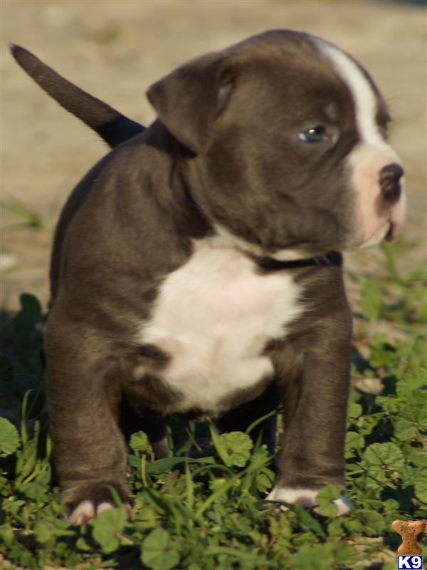 American Pit Bull Ear Cropping Http Www K9stud Com Puppiesforsale ... American Pit Bull Ear Cropping Http Www K9stud Com Puppiesforsale ...