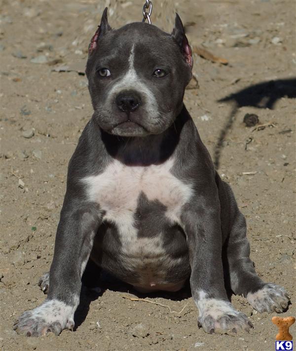 American Pit Bull Ear Cropping Http Www K9stud Com Puppiesforsale ... American Pit Bull Ear Cropping Http Www K9stud Com Puppiesforsale ...