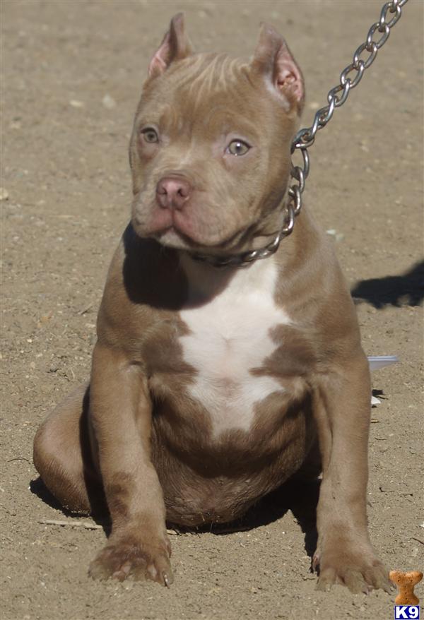 American Pit Bull Ear Cropping American Pit Bull Ear Cropping